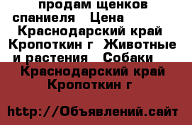 продам щенков спаниеля › Цена ­ 3 000 - Краснодарский край, Кропоткин г. Животные и растения » Собаки   . Краснодарский край,Кропоткин г.